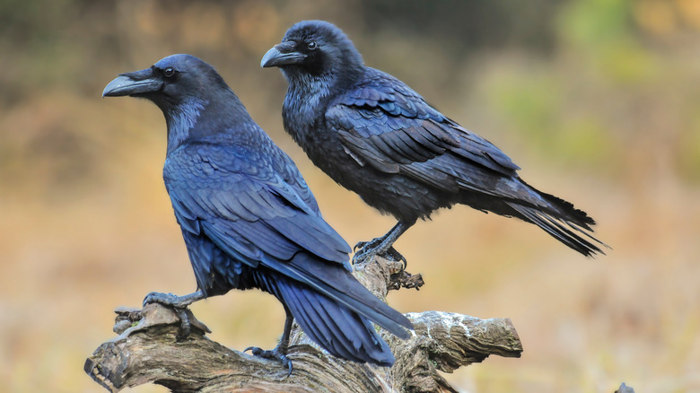 two ravens on a branch