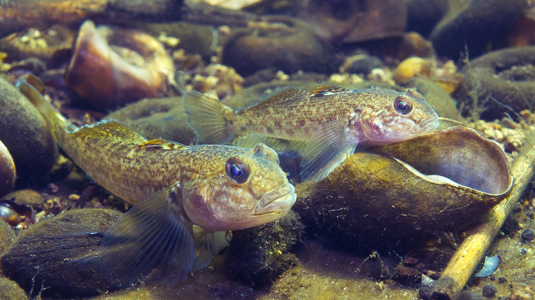 Two goby fish on riverbed