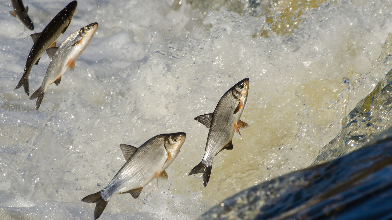 the-unexpected-way-some-fish-climb-up-waterfalls