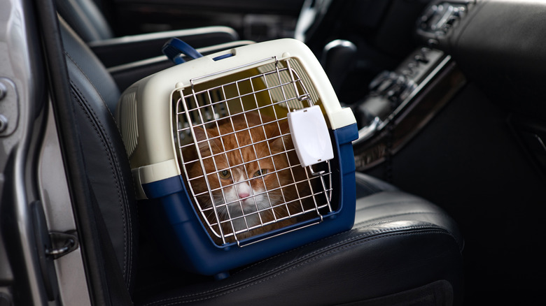 Cat in a carrier in a car