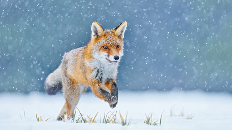 Fox running in snow