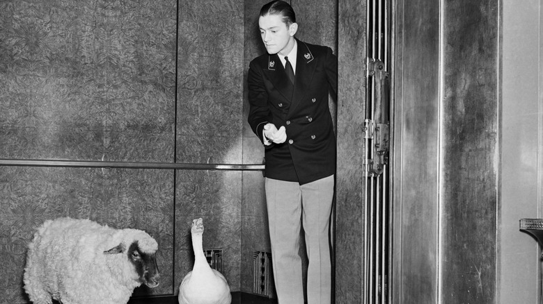 elevator operator at waldorf with sheep and duck