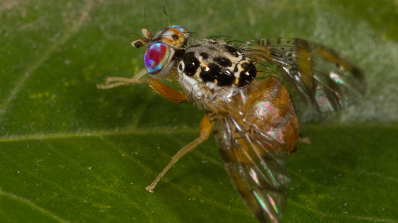 Mediterranean fruit flies