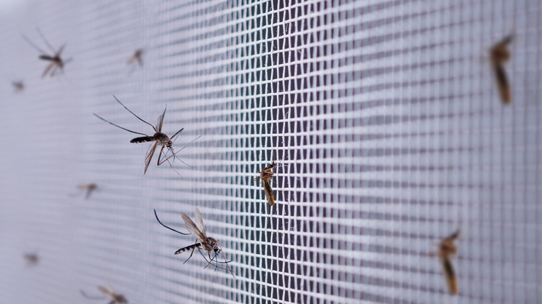 mosquitos on wire net