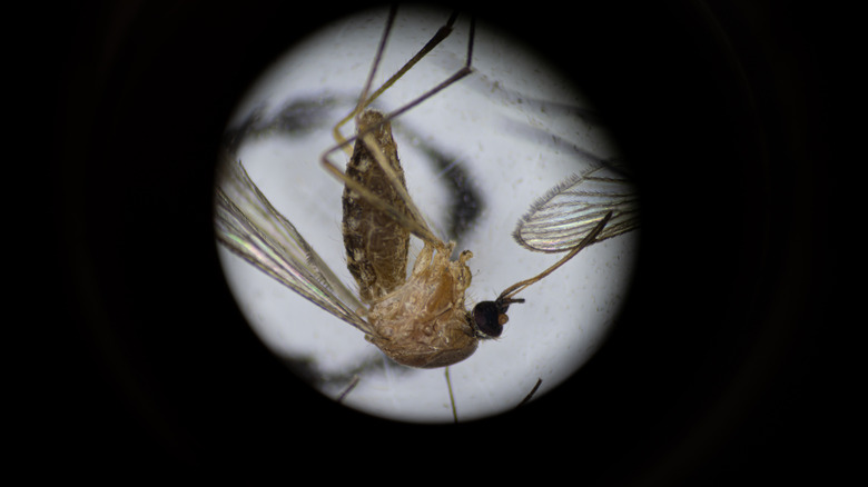 Mosquito under microscope lens