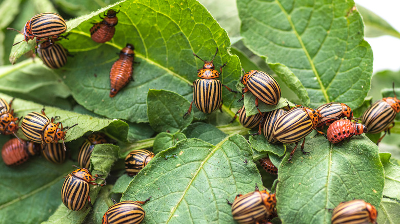 Colorado Potato Beetle