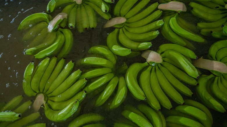 Bananas in Colombia
