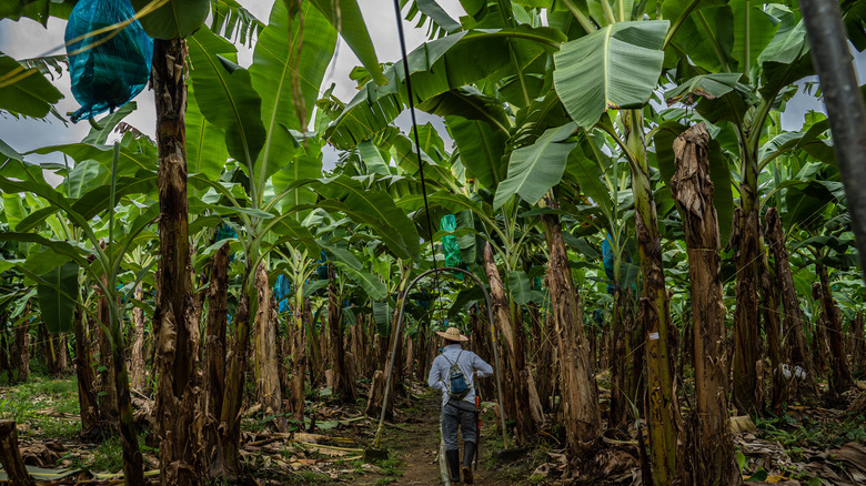 Banana plantation in Colombia