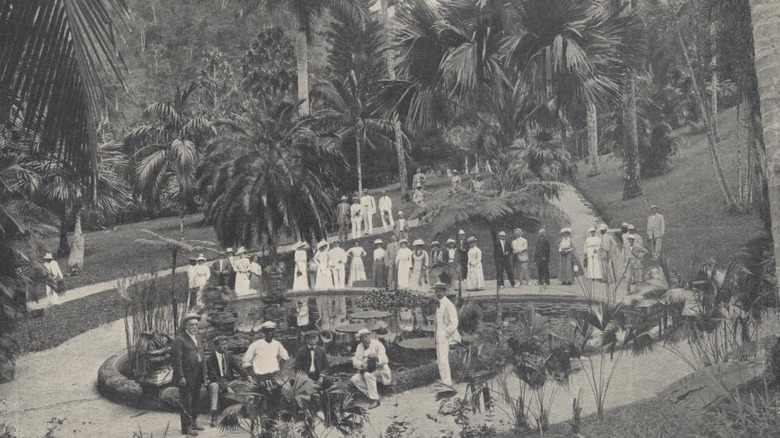 UFC Banana plantation tourism in Jamaica