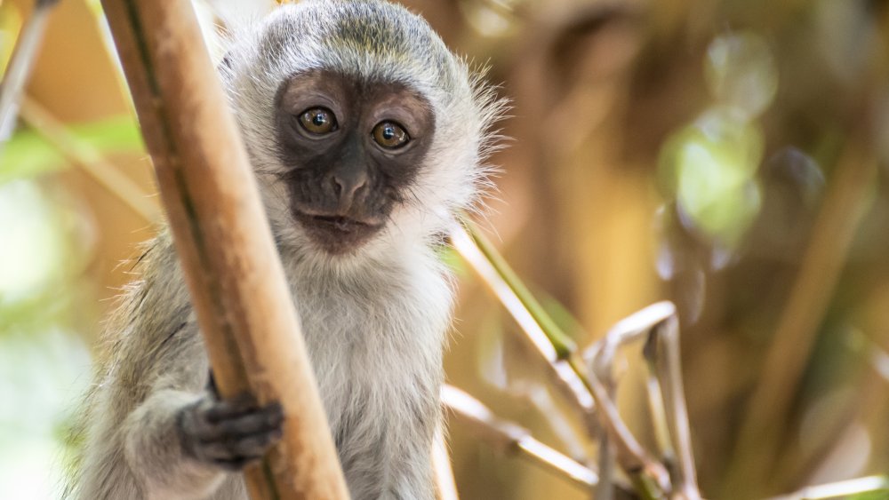 vervet monkey