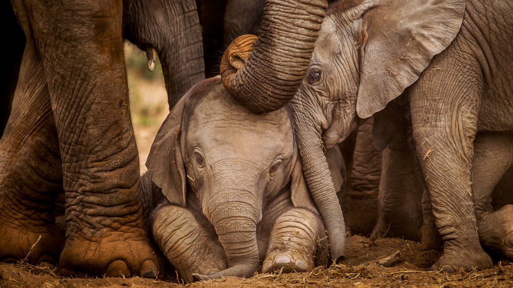 Elephants surrounding a baby