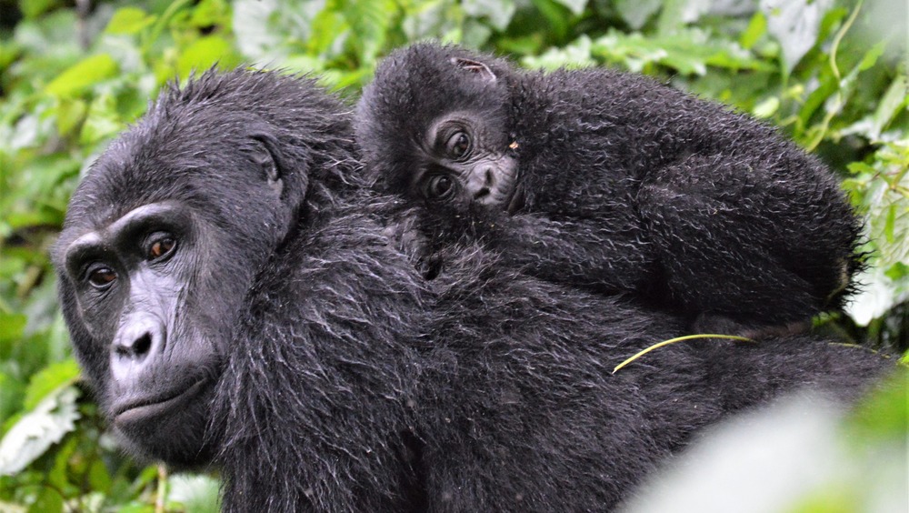 Mother gorilla and offspring