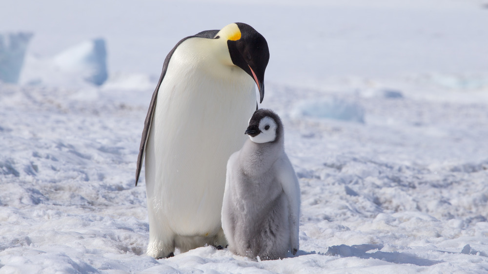 An emperor penguin and chick