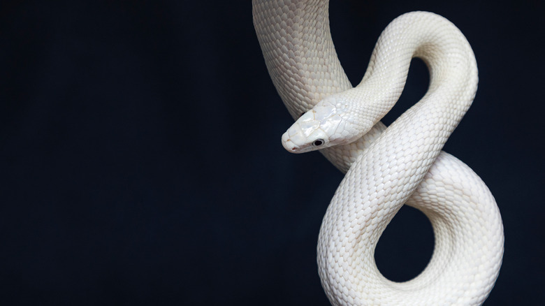 snake on a black background