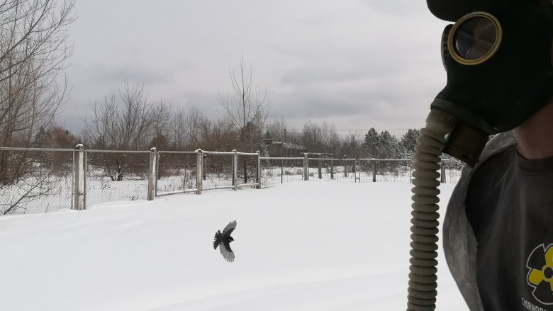 Bird in Pripyat