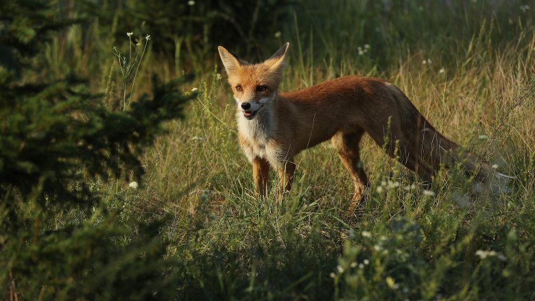 A fox near Pripyat