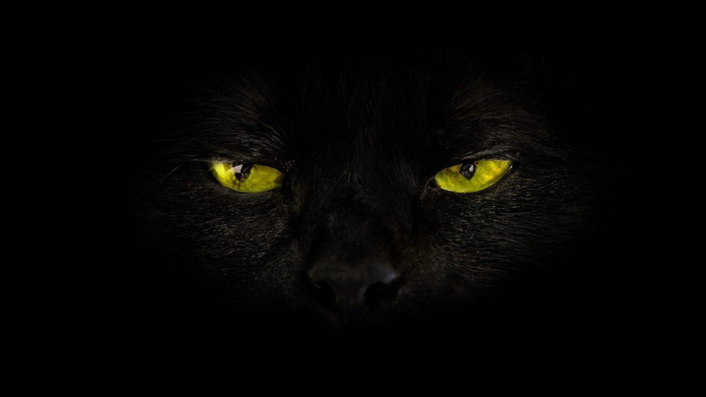 close up of black cat with yellow eyes