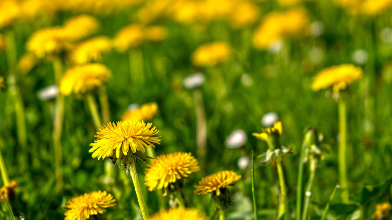 A field of blooming dandelions.