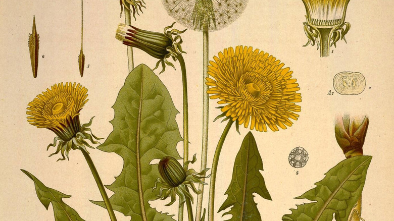 Botanical illustration of a dandelion.
