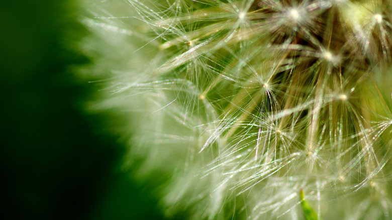 A dandelion clock of fluffy seeds.