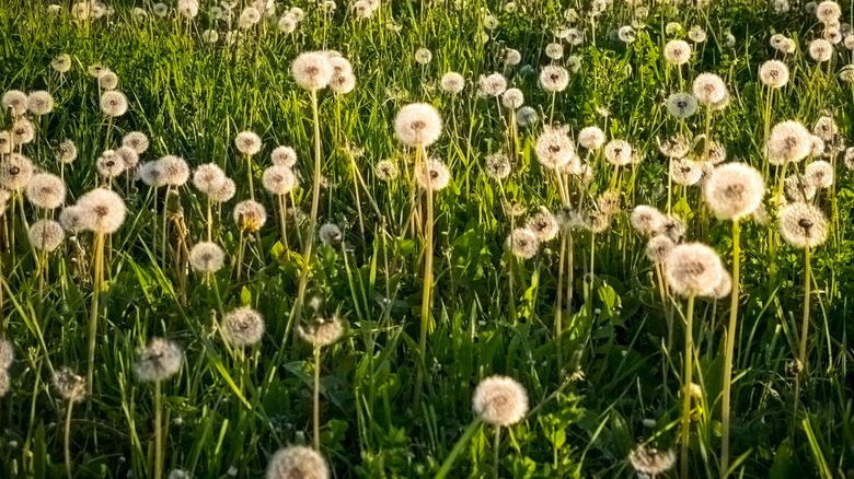 A field of dandelions in seed.