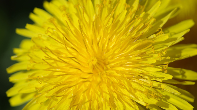 Extreme closeup of a dandelion flower.