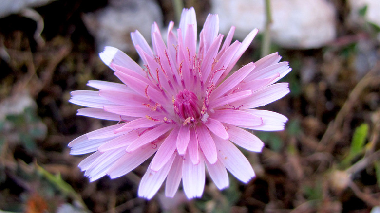 Pink dandelion growing in Corfu, Greece.