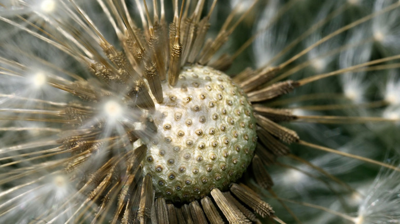 Macro image of dandelion seeds.