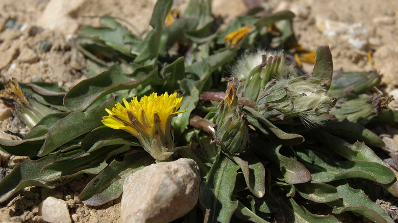 The North American horned dandelion.