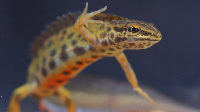 The European newt off on a swim