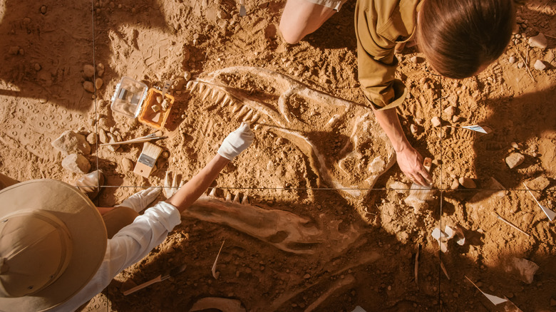 paleontologists digging bones