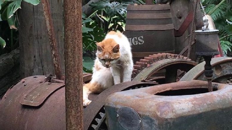 disneyland cat