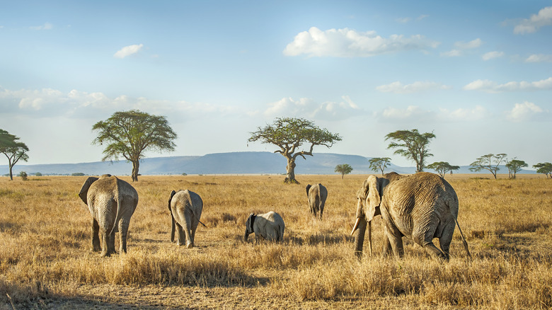 Elephants roam open plane in Tanzania