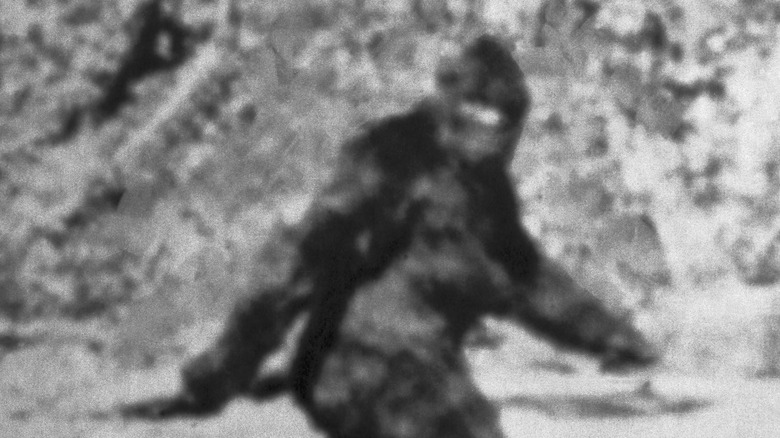 Bigfoot looks at the camera