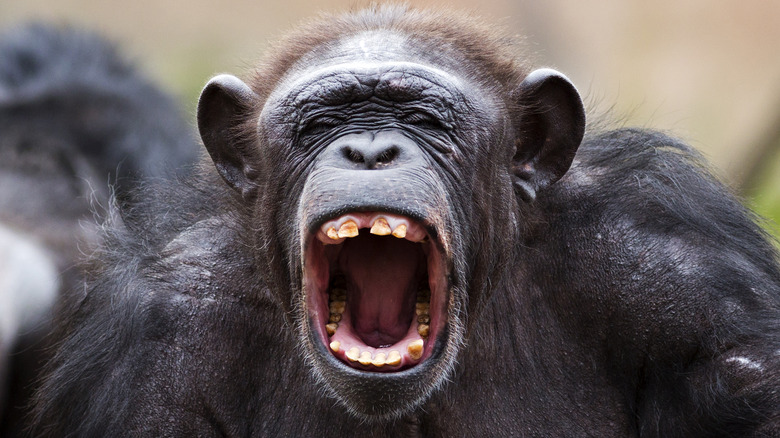 A chimpanzee screaming