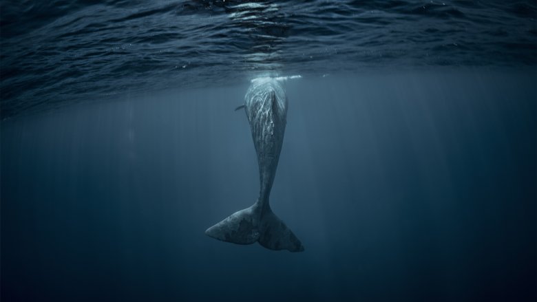 blue whale