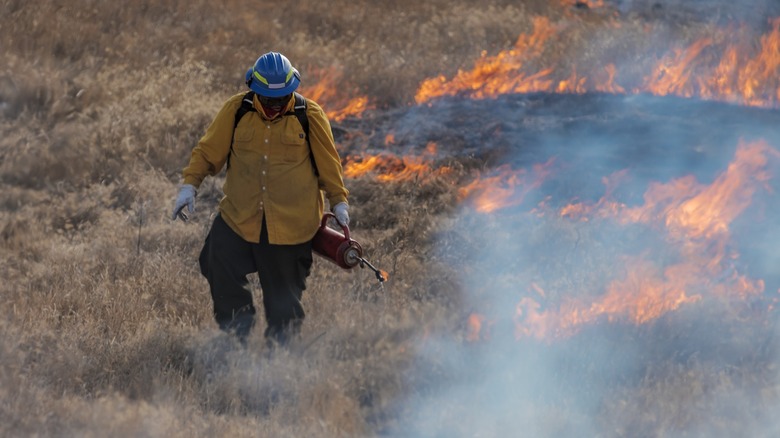 Wildland firefighter lighting fire