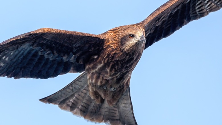 Black kite flying close-up