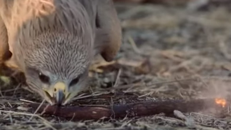 Raptor picking up a flaming stick