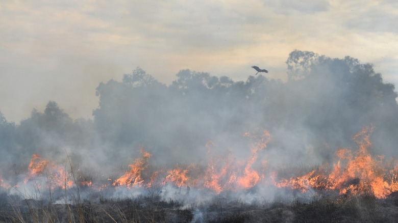 Raptors hunting by fire front