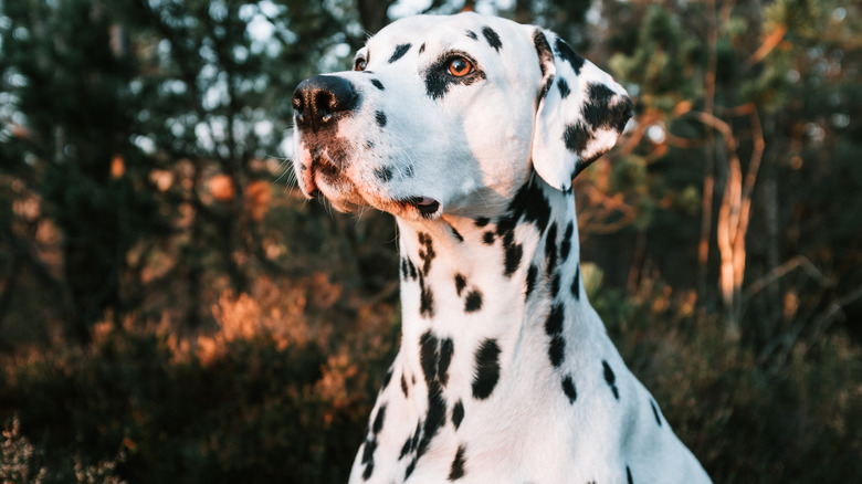 dalmation in the woods