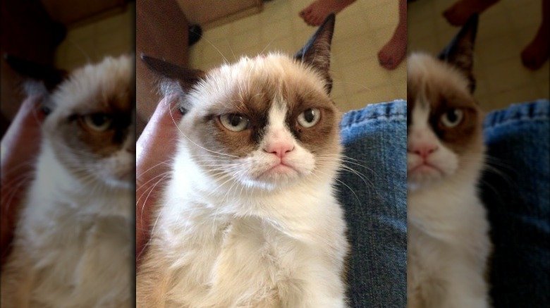 The original grumpy cat photo