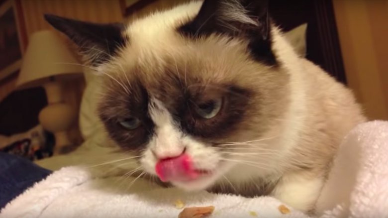 Grumpy Cat eating