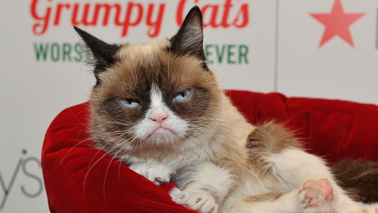 Grumpy Cat