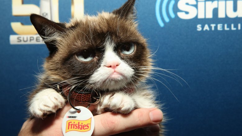 Grumpy Cat