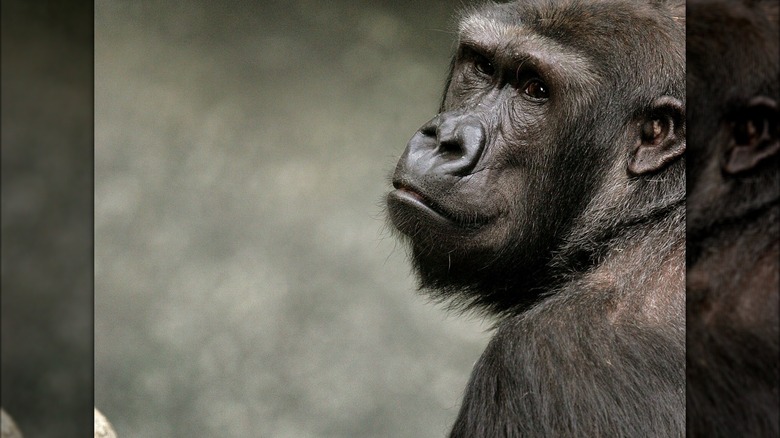 Binti Jua looking over her shoulder