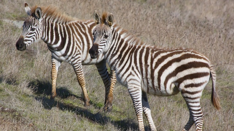 Zebras at Hearst Castle