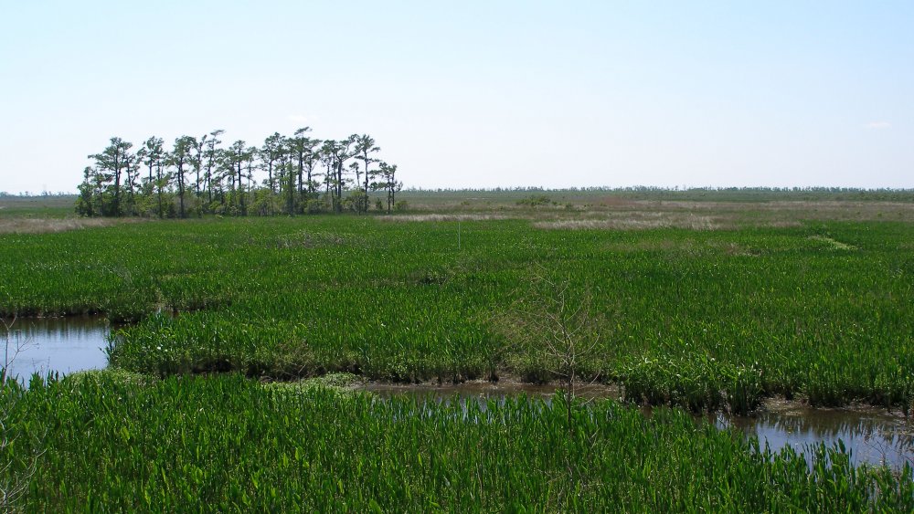 barataria preserve