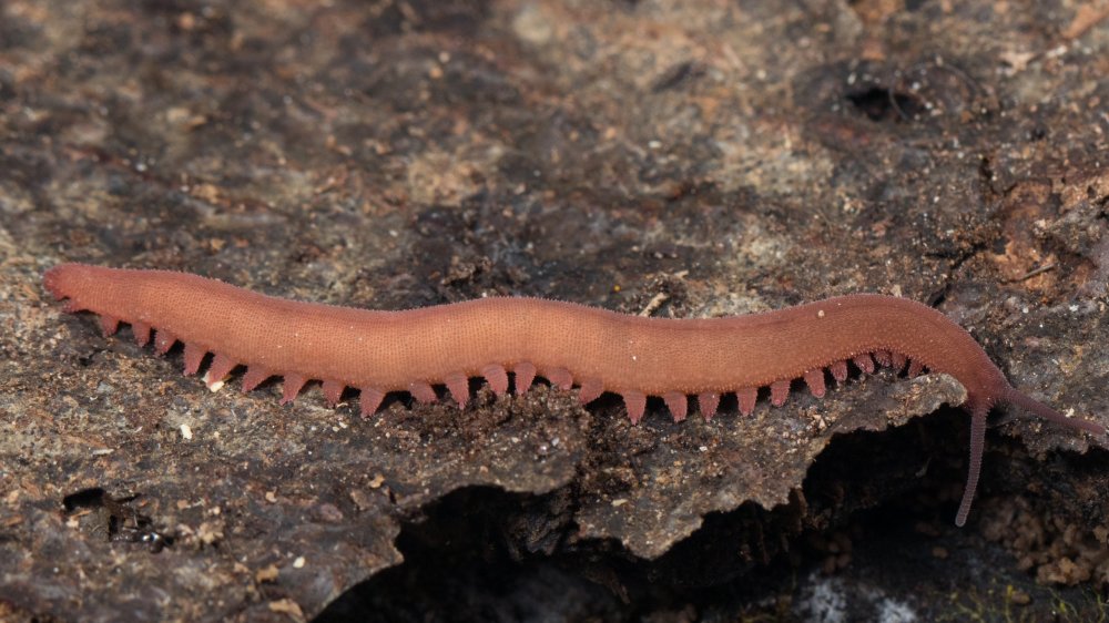 weird worm on a rock