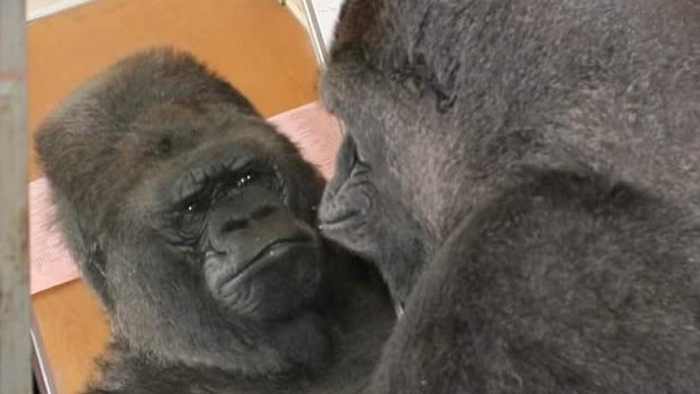 koko gorilla